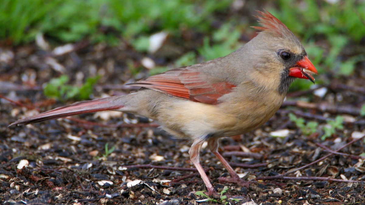 Northern Cardinal - ML635432628