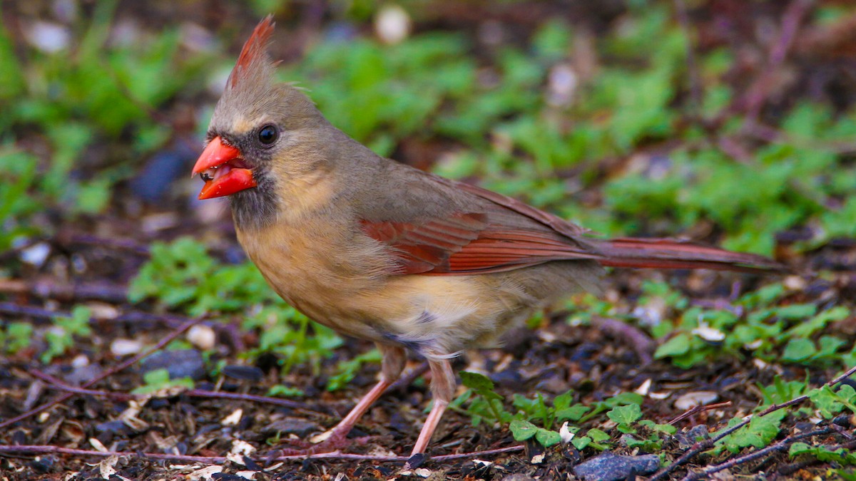 Northern Cardinal - ML635432629