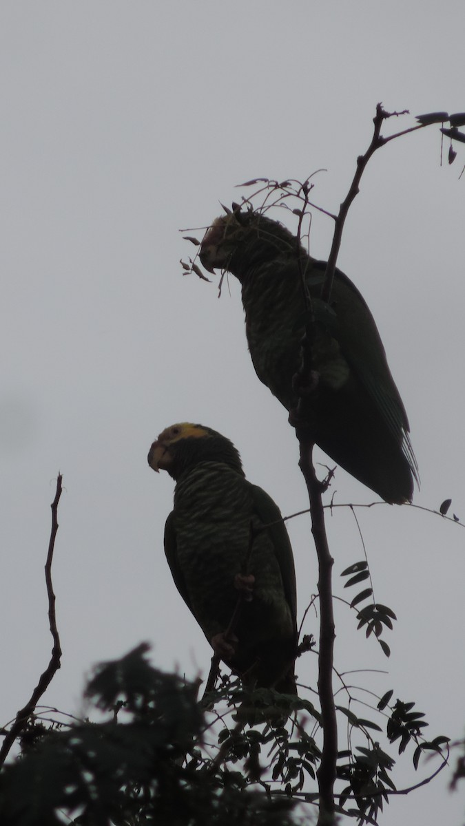 Yellow-faced Parrot - ML635432654