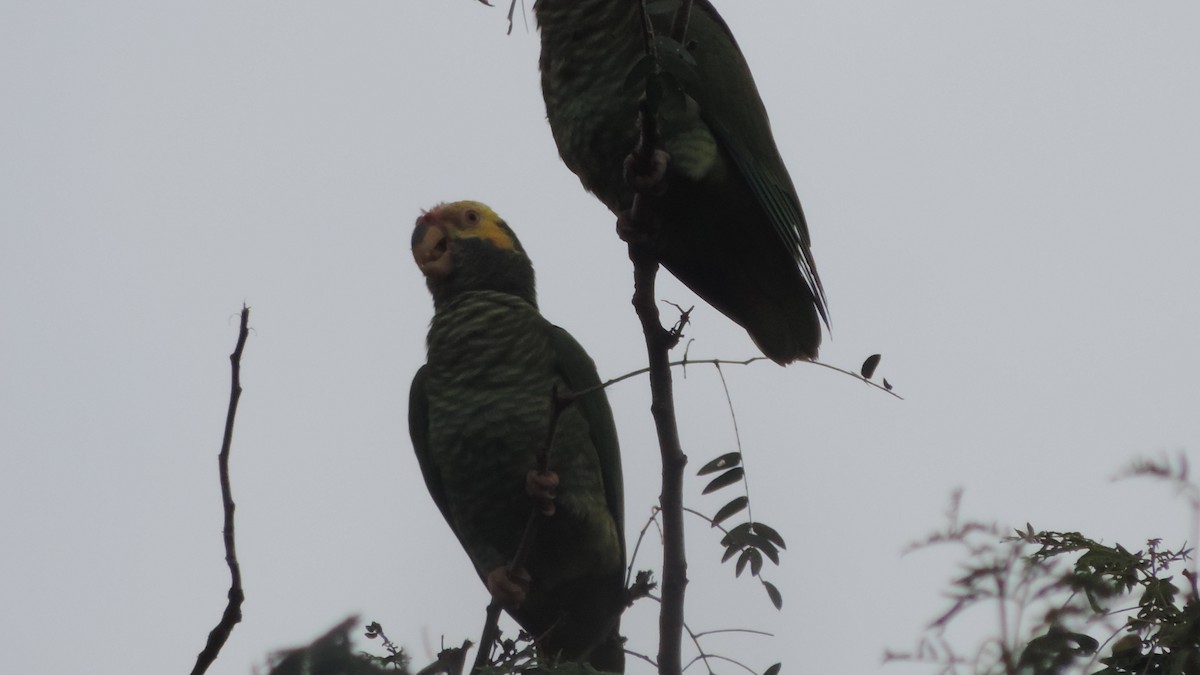 Yellow-faced Parrot - ML635432658