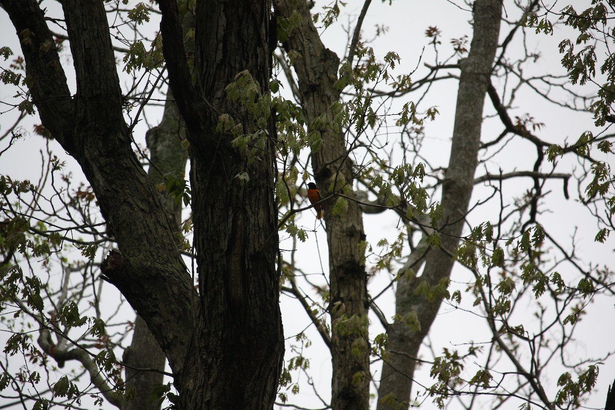 Oriole de Baltimore - ML635432726