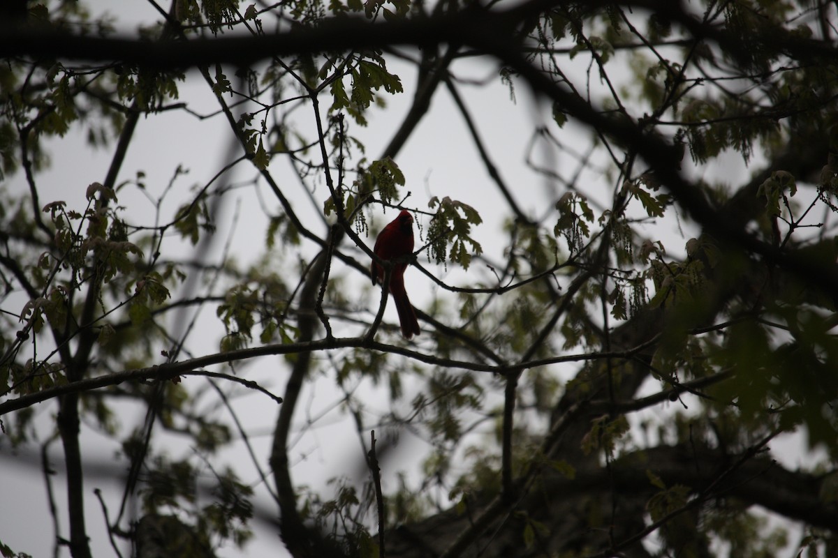 Cardinal rouge - ML635432731