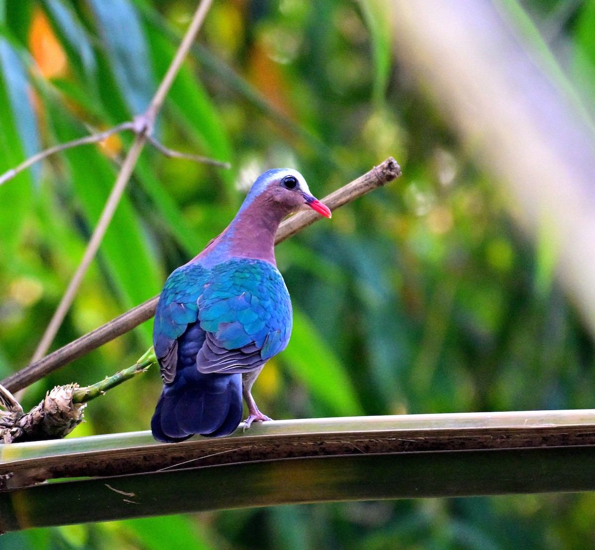 holub zelenokřídlý - ML635432776