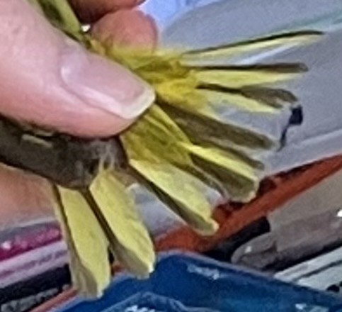 Northern Yellow Warbler - ML635432815