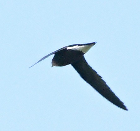 Silver-backed Needletail - ML635432842