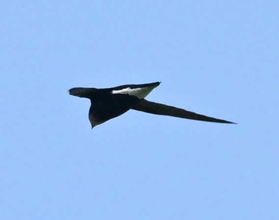 Silver-backed Needletail - ML635432845