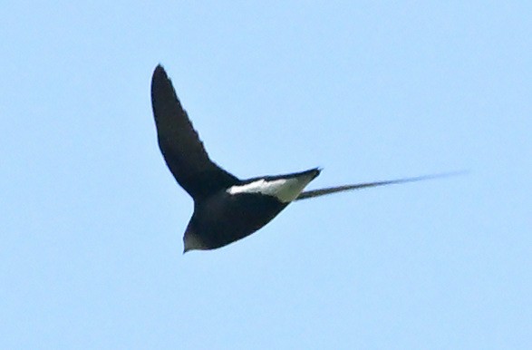 Silver-backed Needletail - ML635432846
