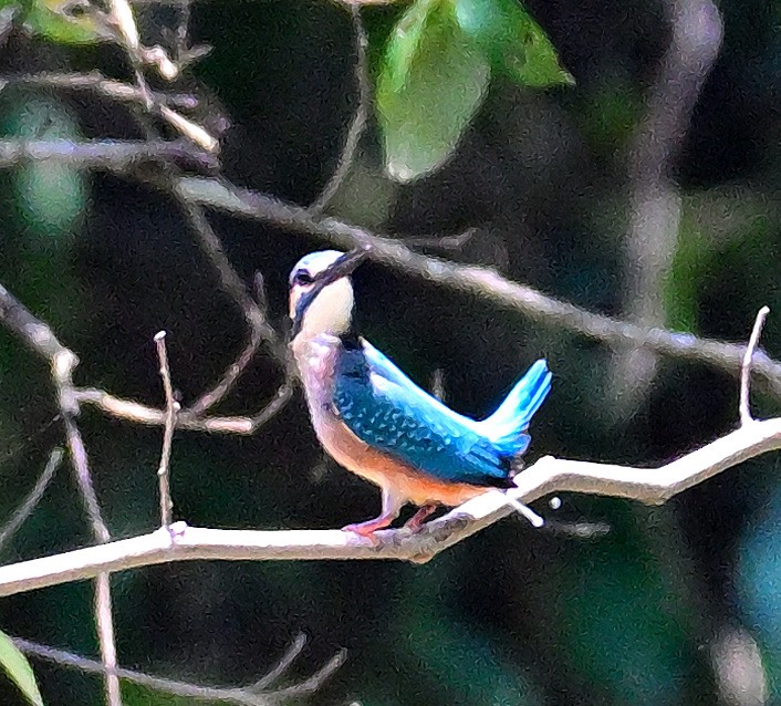 ledňáček říční - ML635432871