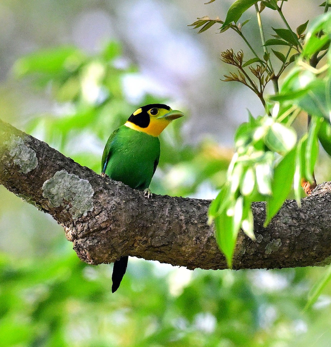 loboš dlouhoocasý - ML635432888