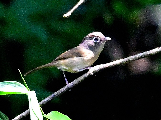Nepal Fulvetta - ML635432942