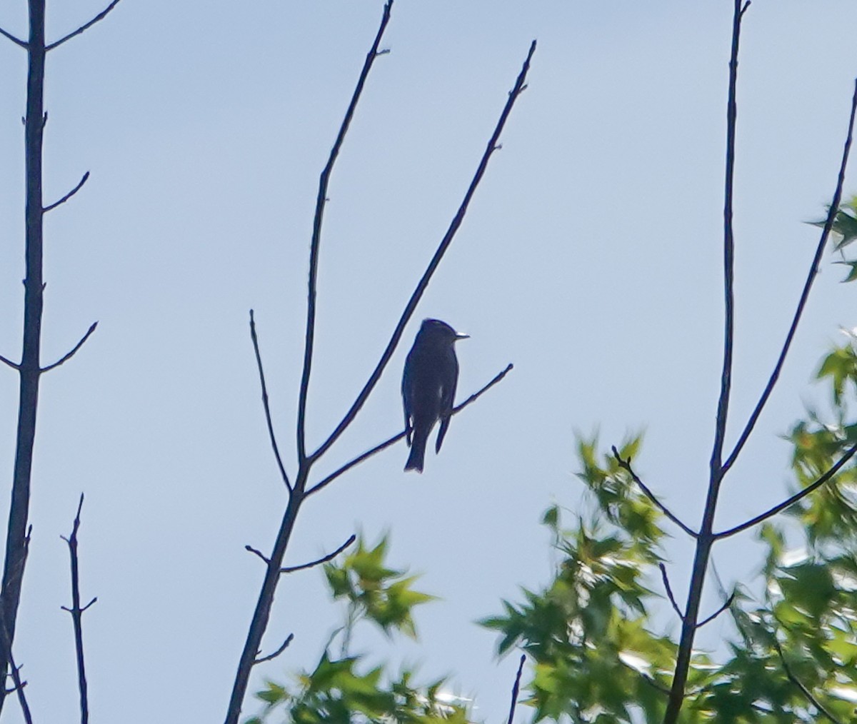 Olive-sided Flycatcher - ML635433032