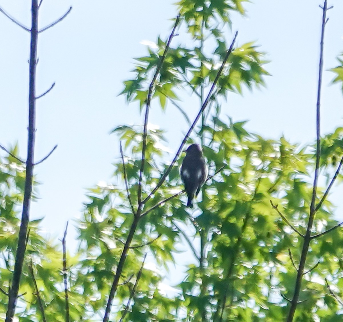 Olive-sided Flycatcher - ML635433035