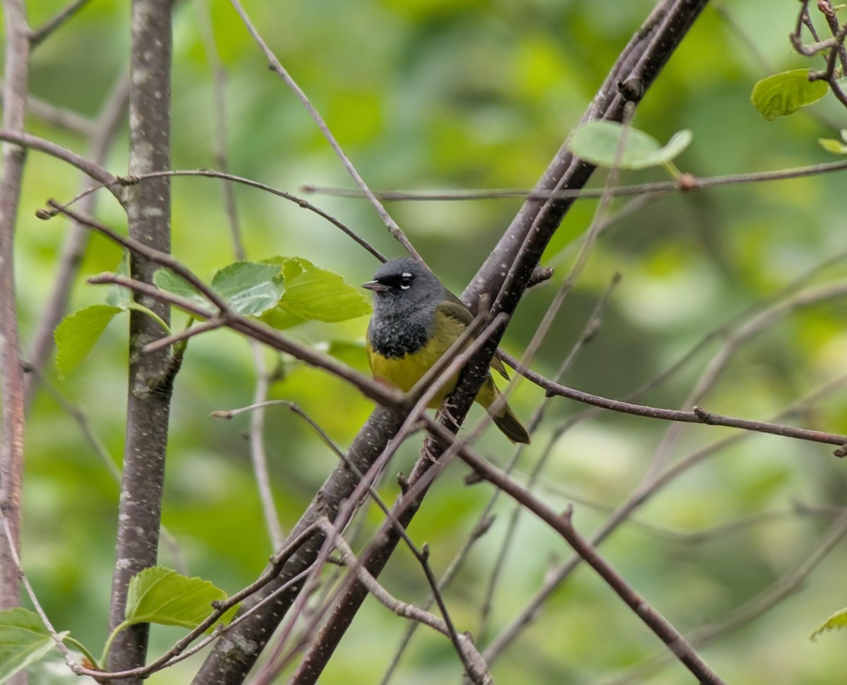 MacGillivray's Warbler - ML635433041