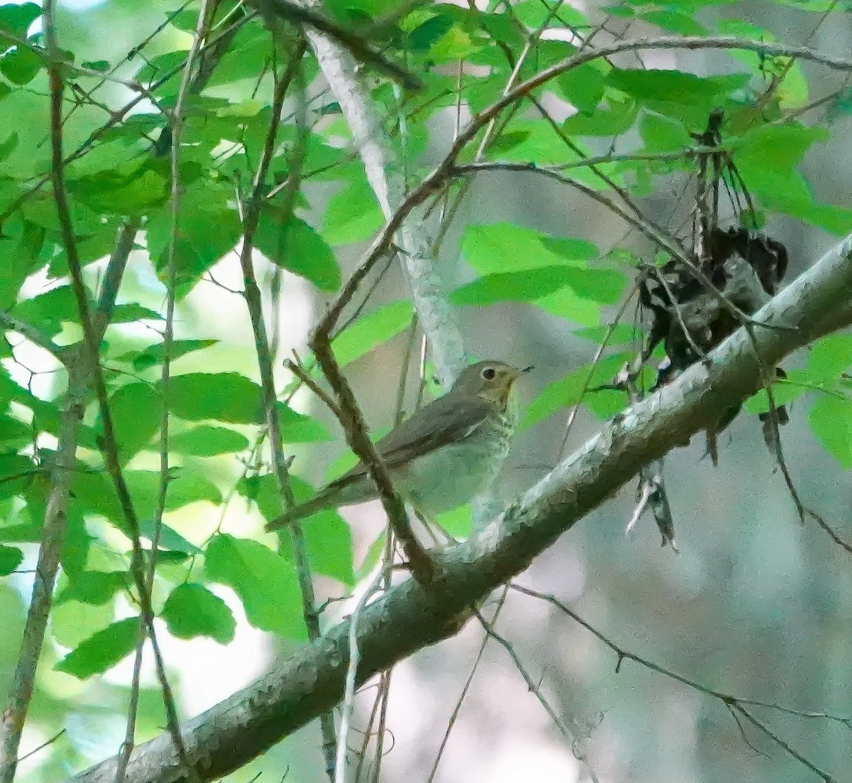 Swainson's Thrush - ML635433093