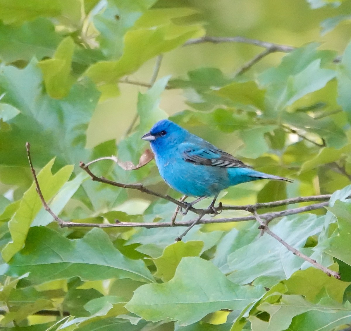 Indigo Bunting - ML635433152