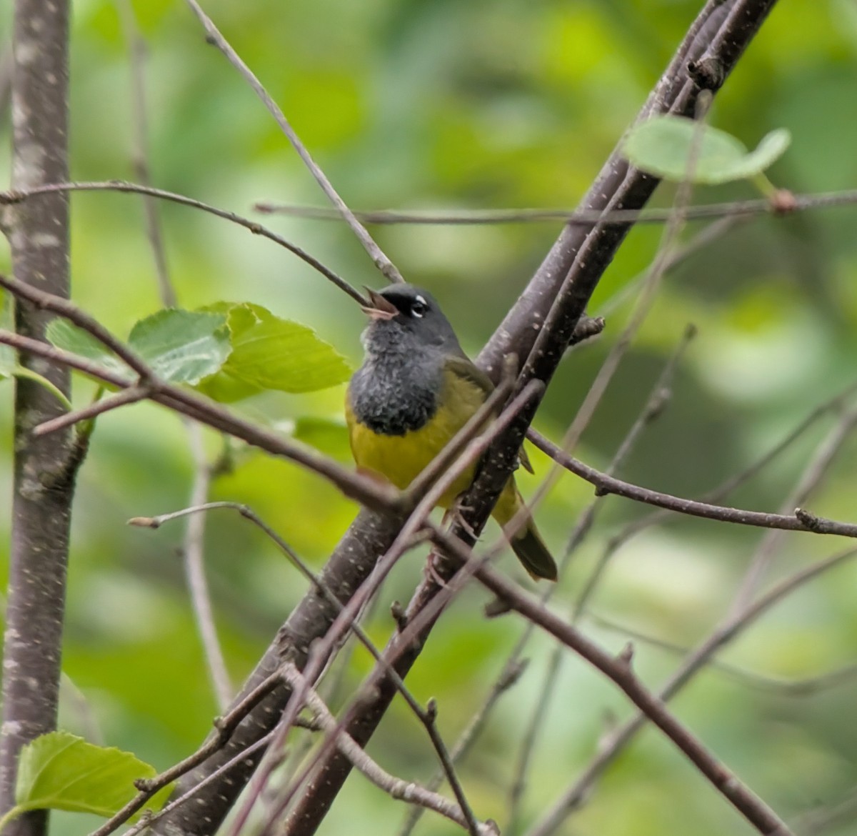 MacGillivray's Warbler - ML635433161