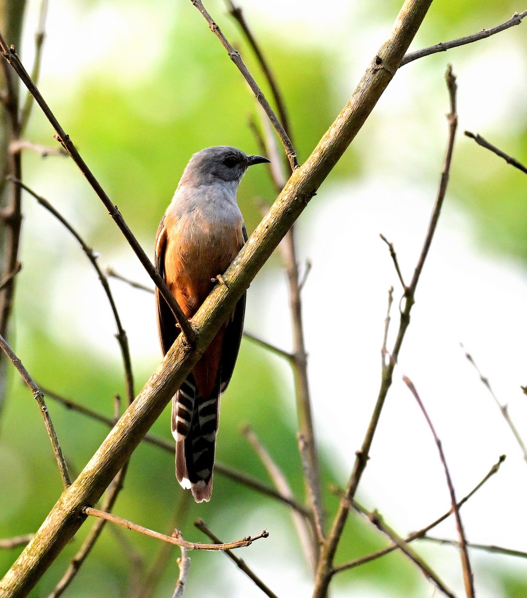 kukačka naříkavá - ML635433205