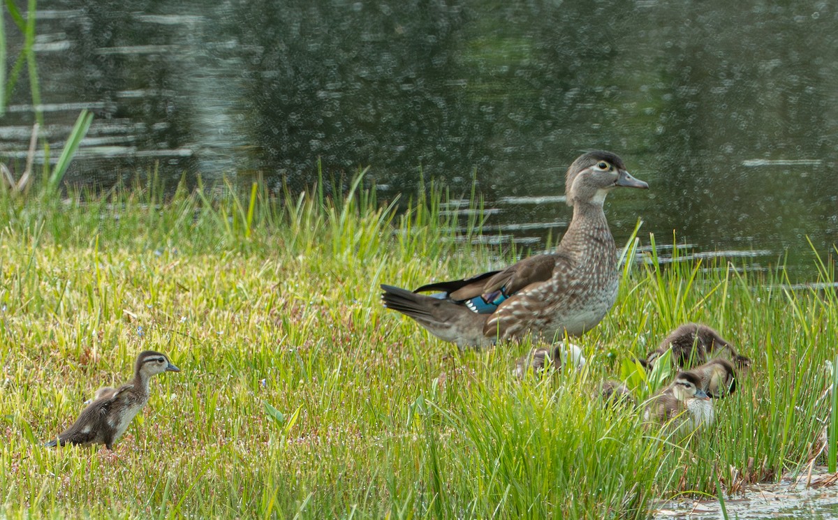 Brautente - ML635433267