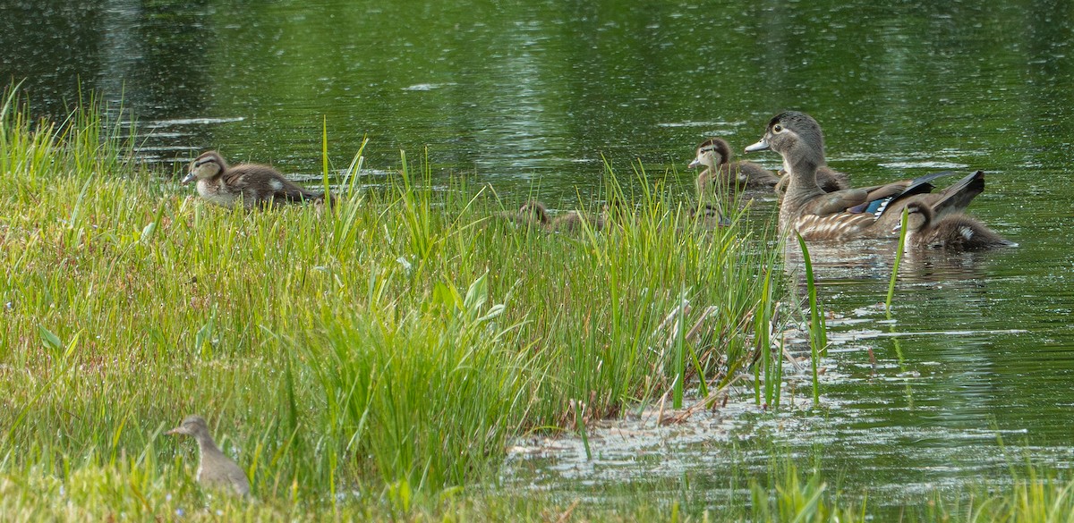 Brautente - ML635433268