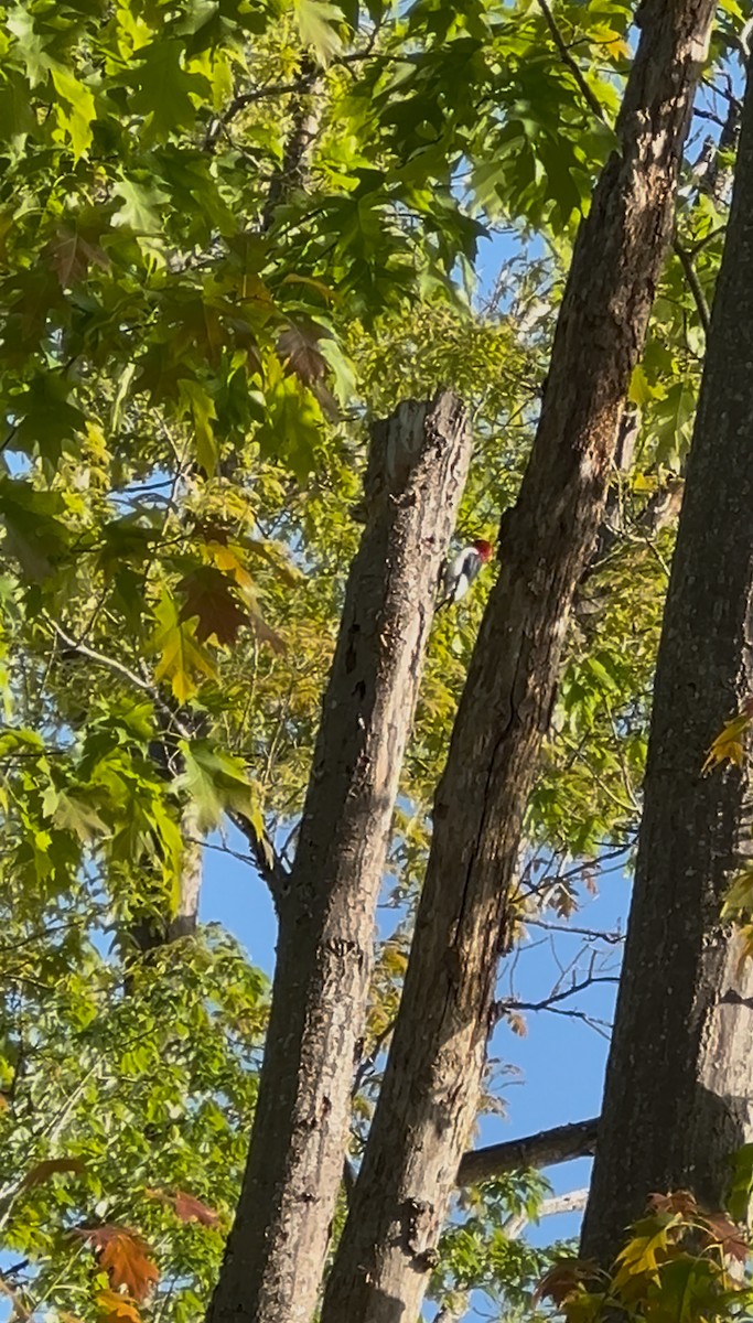 Pic à tête rouge - ML635433335