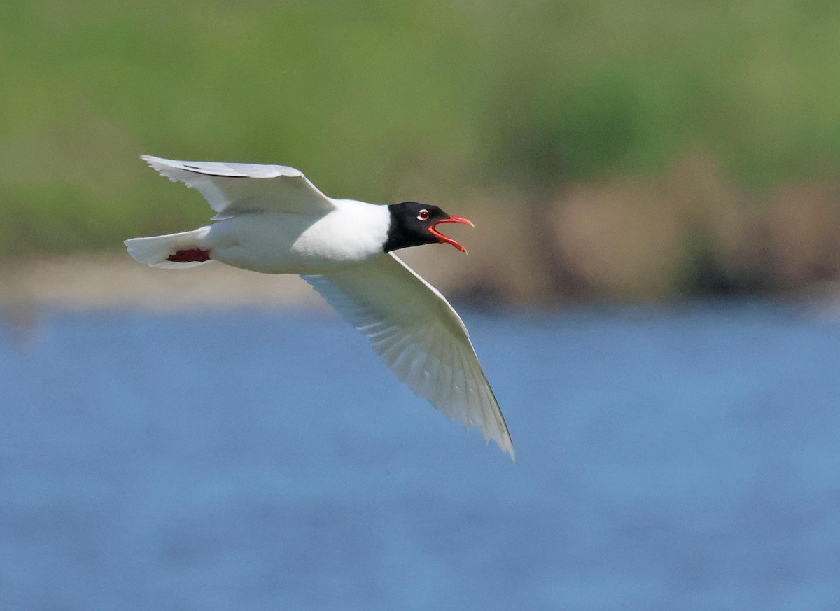 Mediterranean Gull - ML635433375