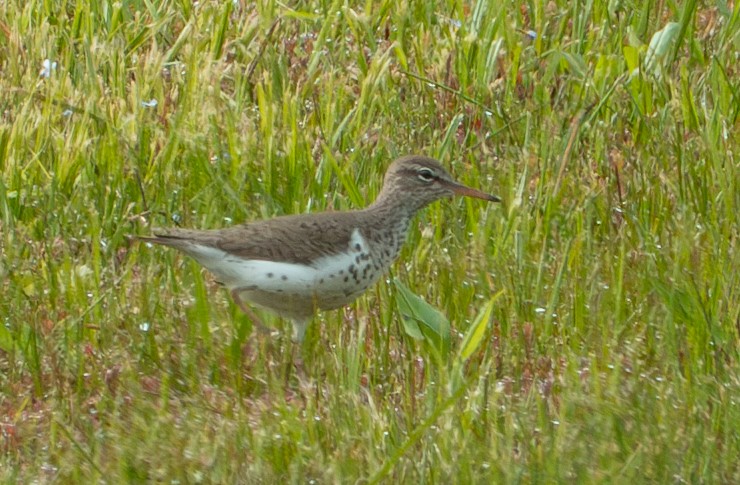 Drosseluferläufer - ML635433384