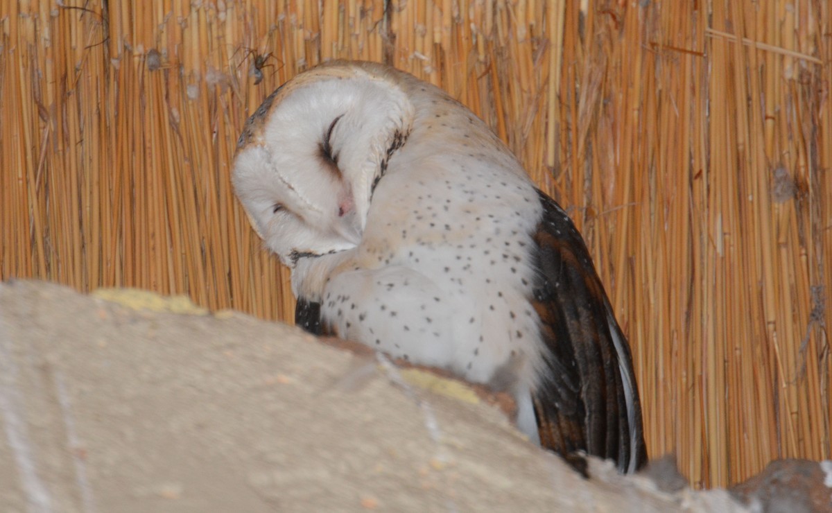 Western Barn Owl (African) - ML635433390