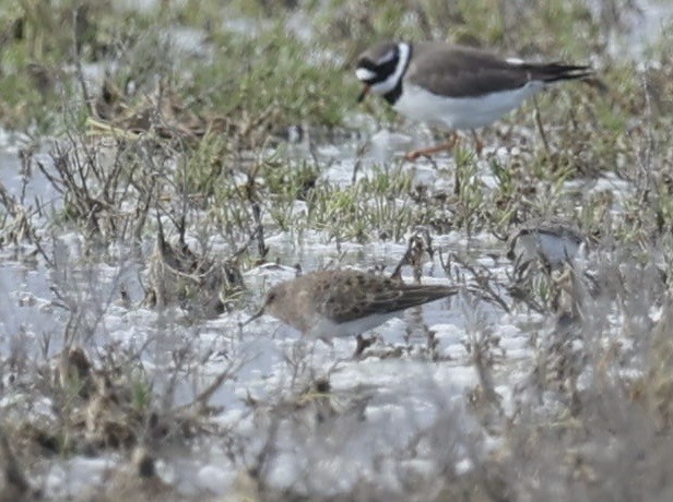 Temminck's Stint - ML635433405