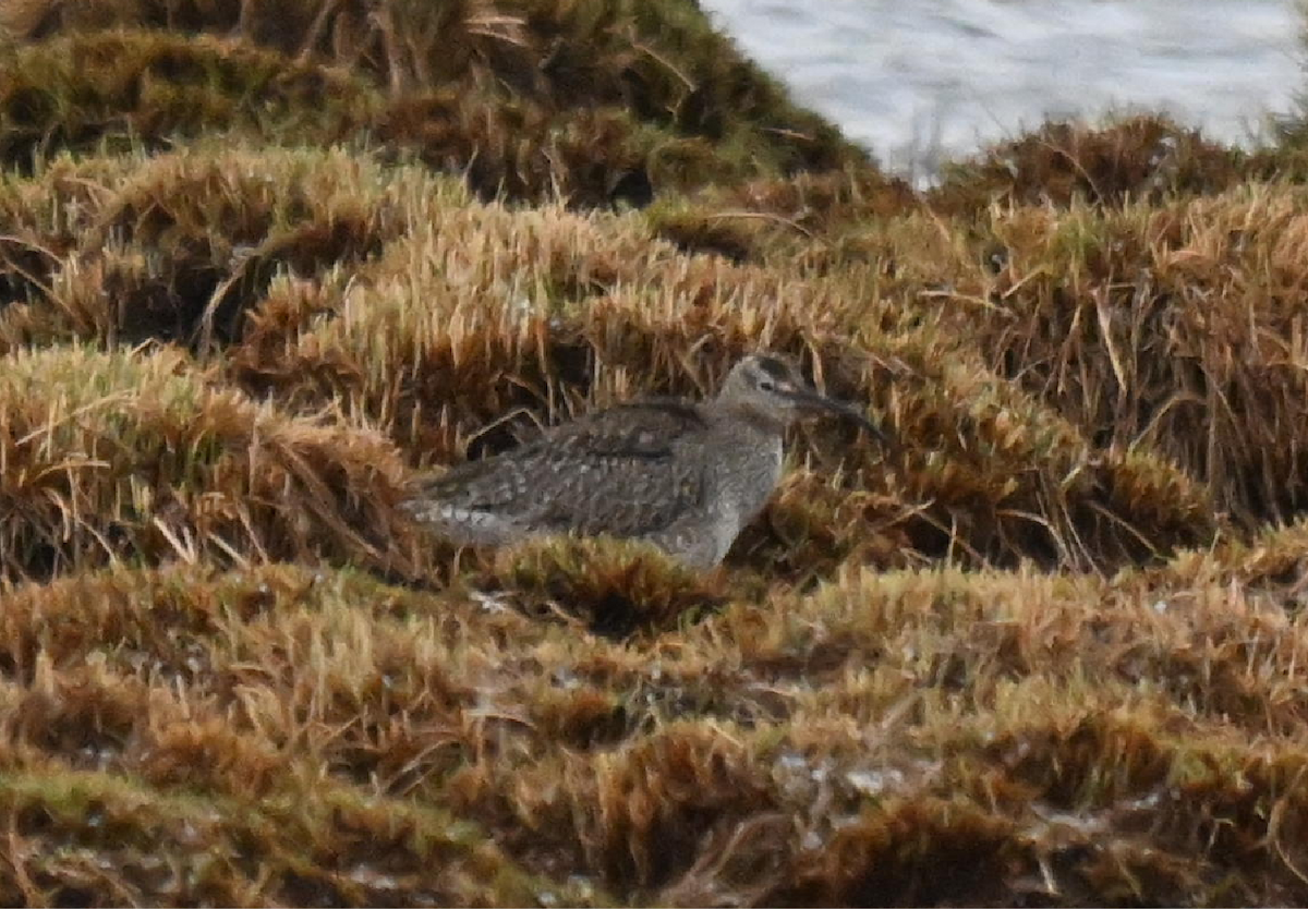 Eurasian Whimbrel - ML635433455