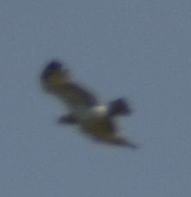 dvergørn - ML635433471
