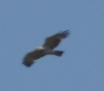 dvergørn - ML635433473