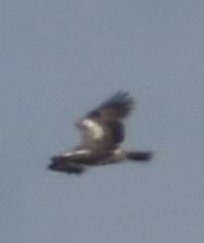 dvergørn - ML635433474