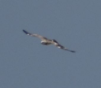 dvergørn - ML635433476