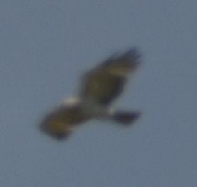 dvergørn - ML635433477