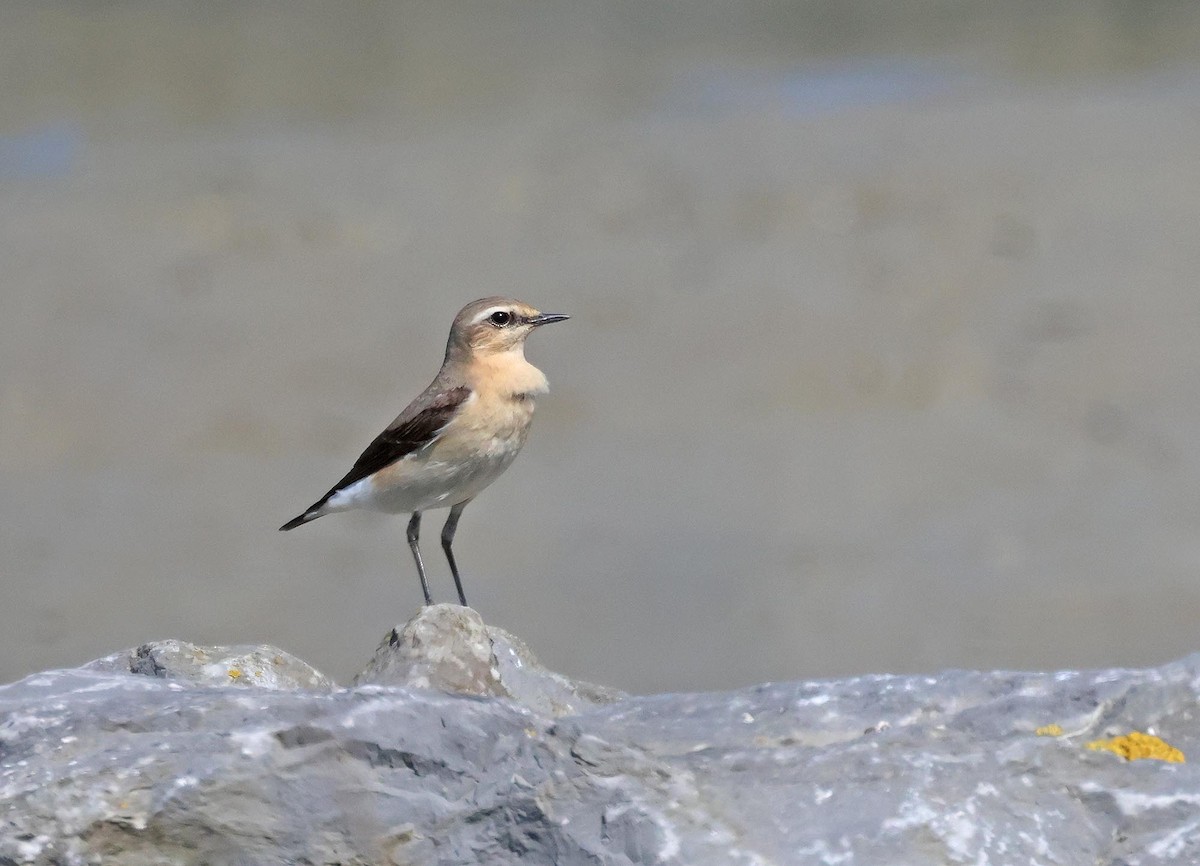 Northern Wheatear - ML635433550