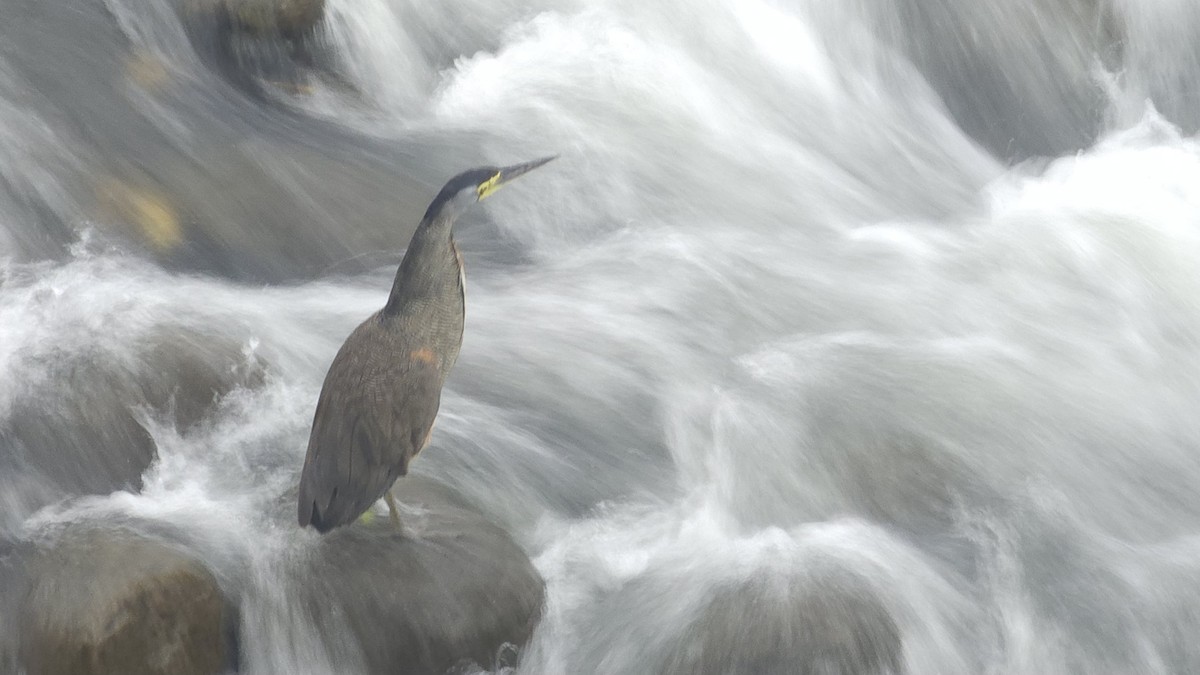 Bare-throated Tiger-Heron - ML635433617