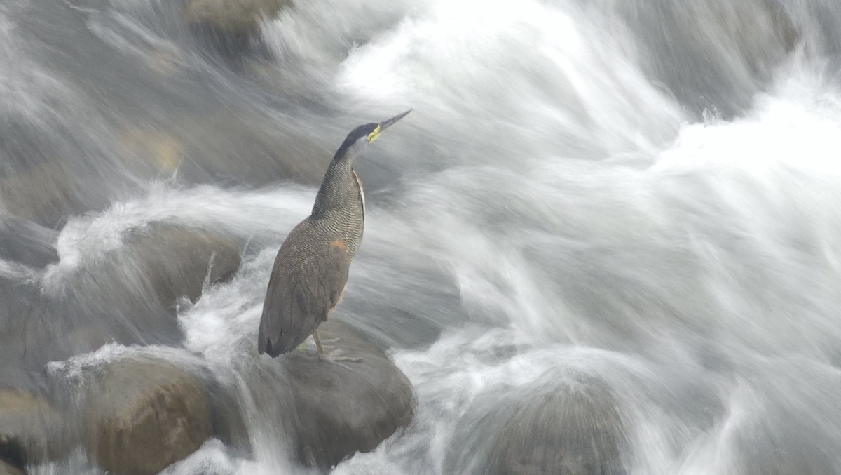 Bare-throated Tiger-Heron - ML635433618