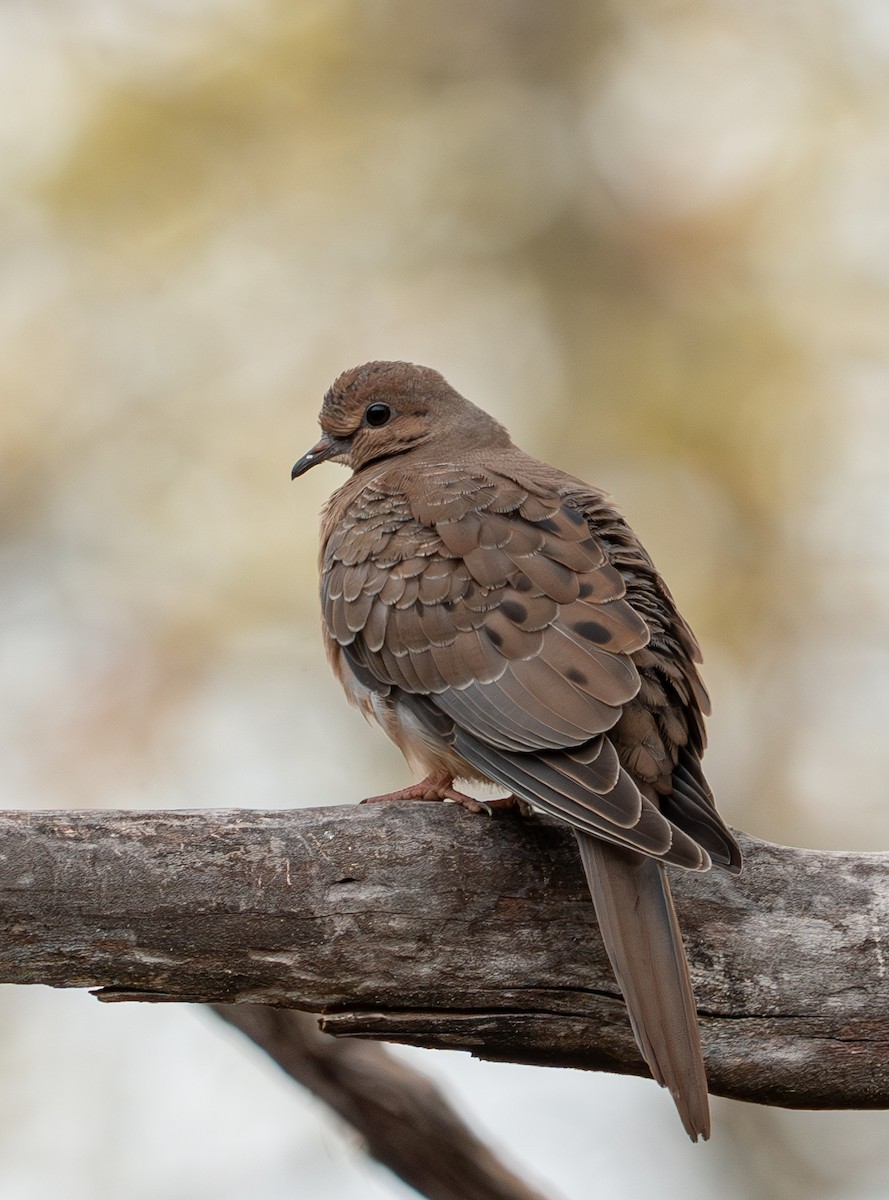 Carolinataube - ML635433643