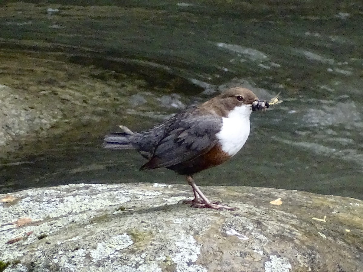 White-throated Dipper - ML635433681