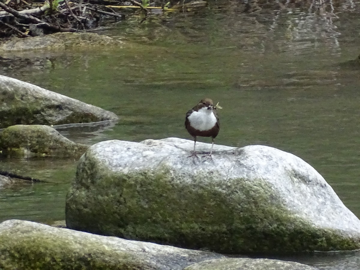 White-throated Dipper - ML635433683