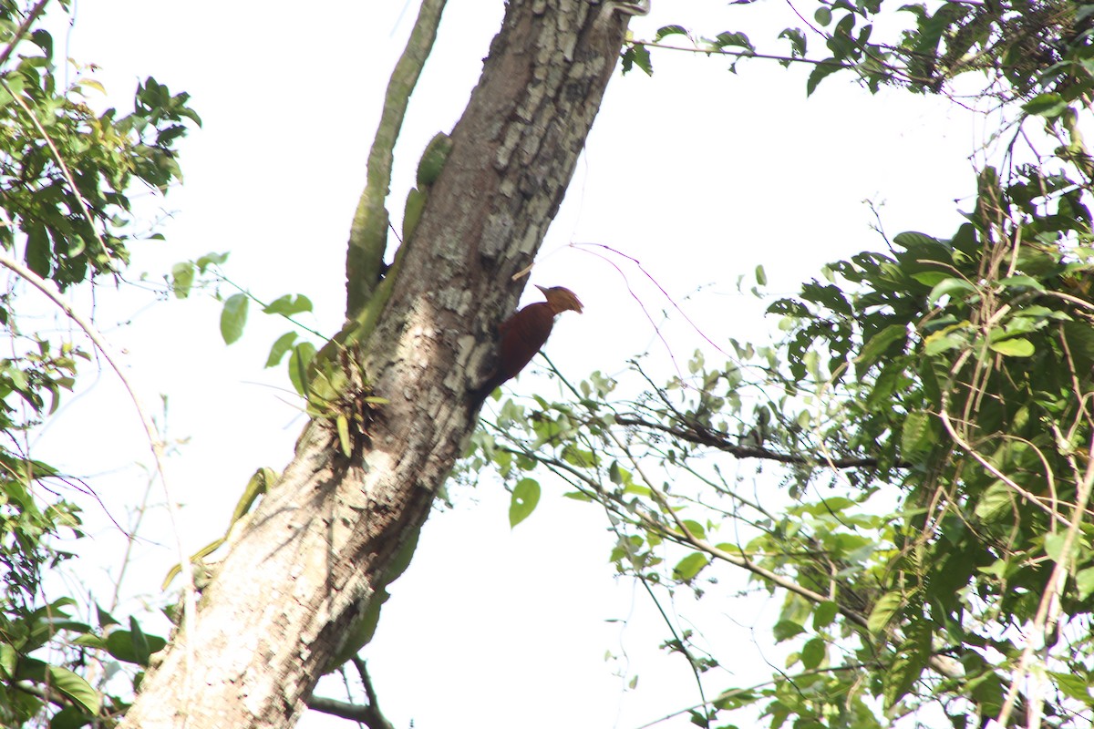 Chestnut-colored Woodpecker - ML635433708