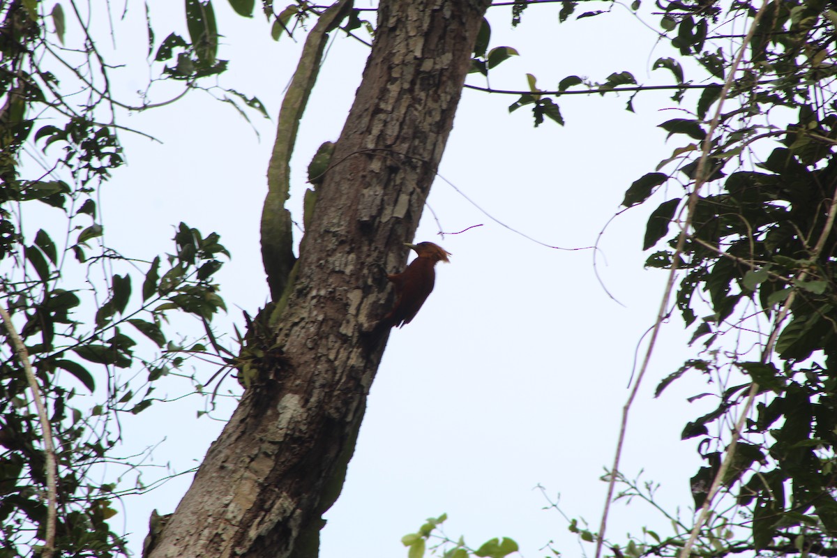 Chestnut-colored Woodpecker - ML635433709