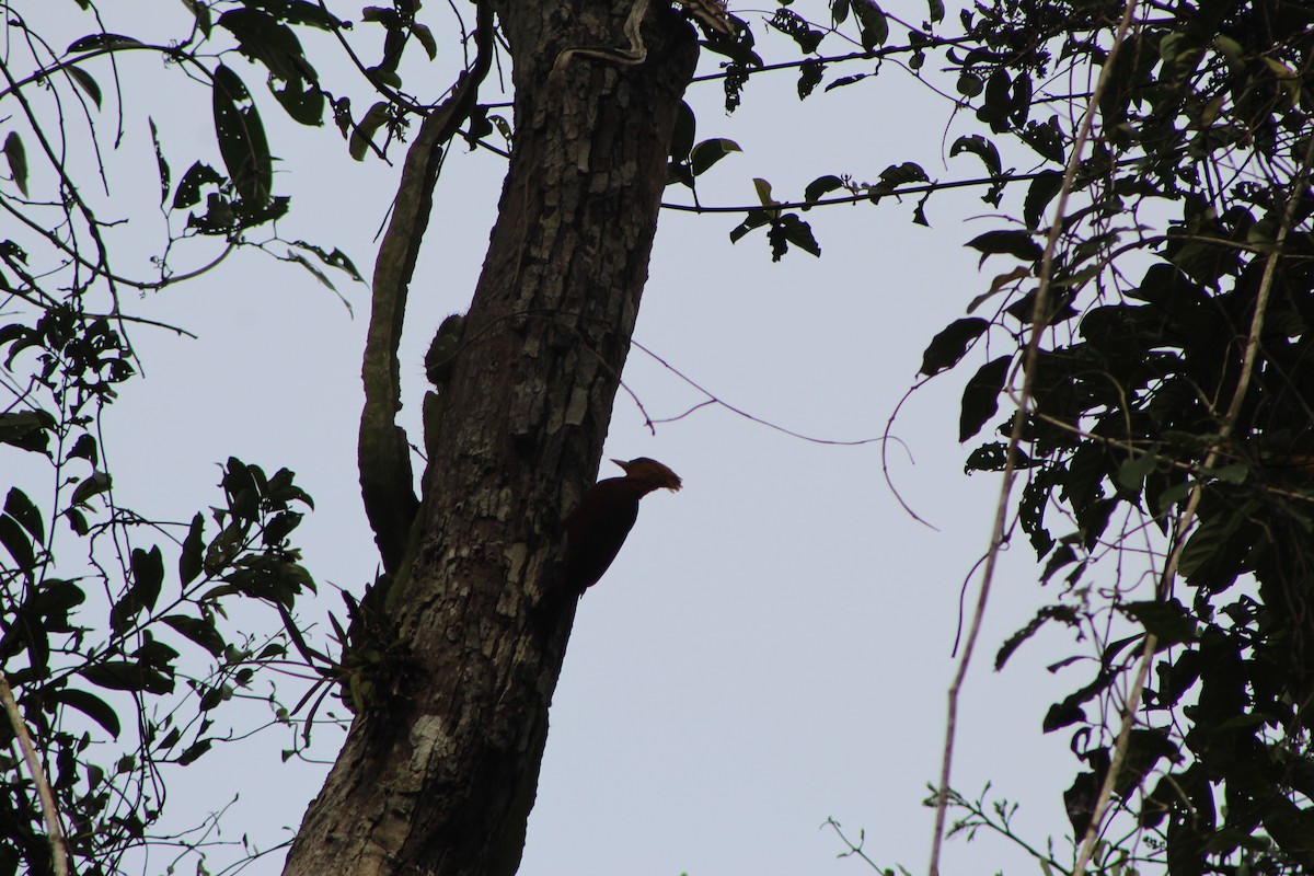 Chestnut-colored Woodpecker - ML635433710