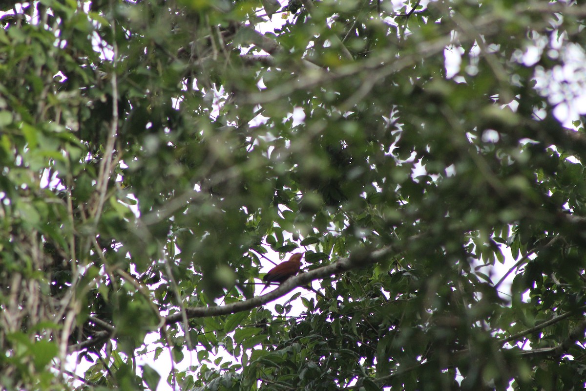 Chestnut-colored Woodpecker - ML635433711