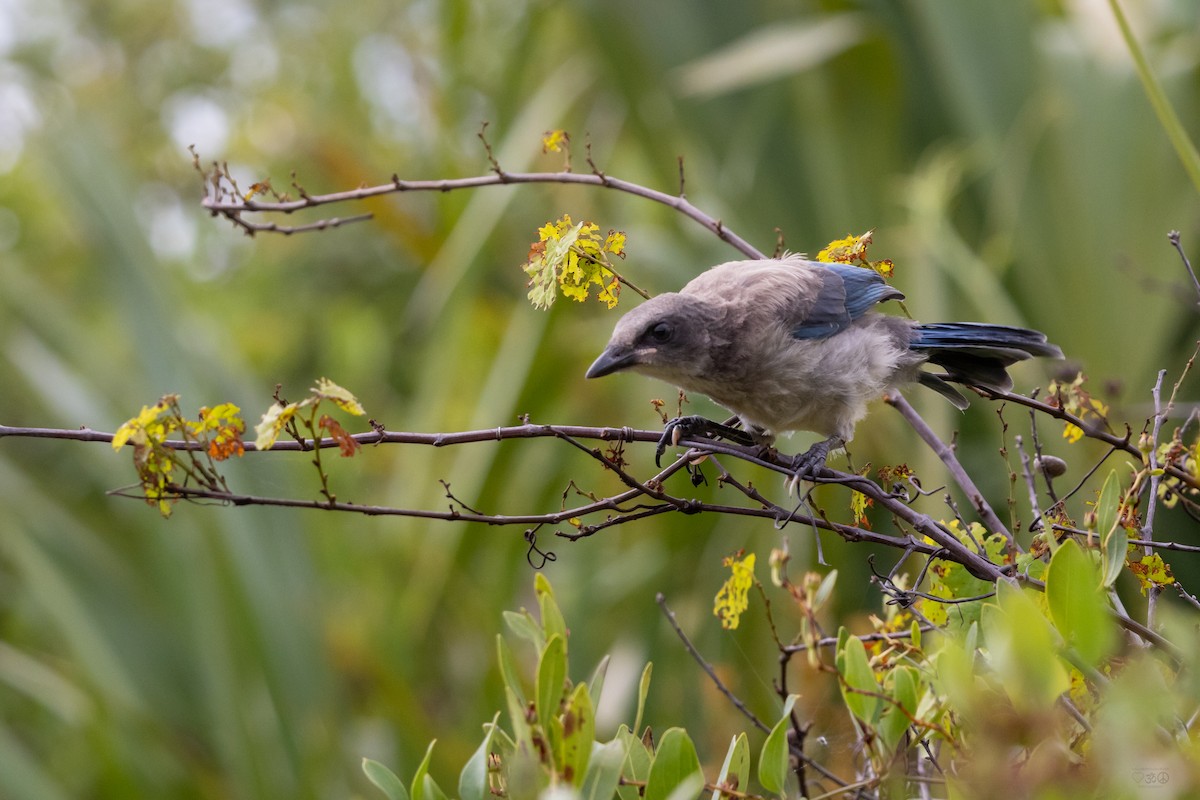 Florida Scrub-Jay - ML635433741