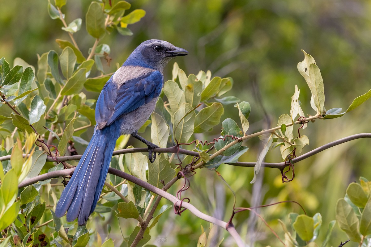 Florida Scrub-Jay - ML635433742