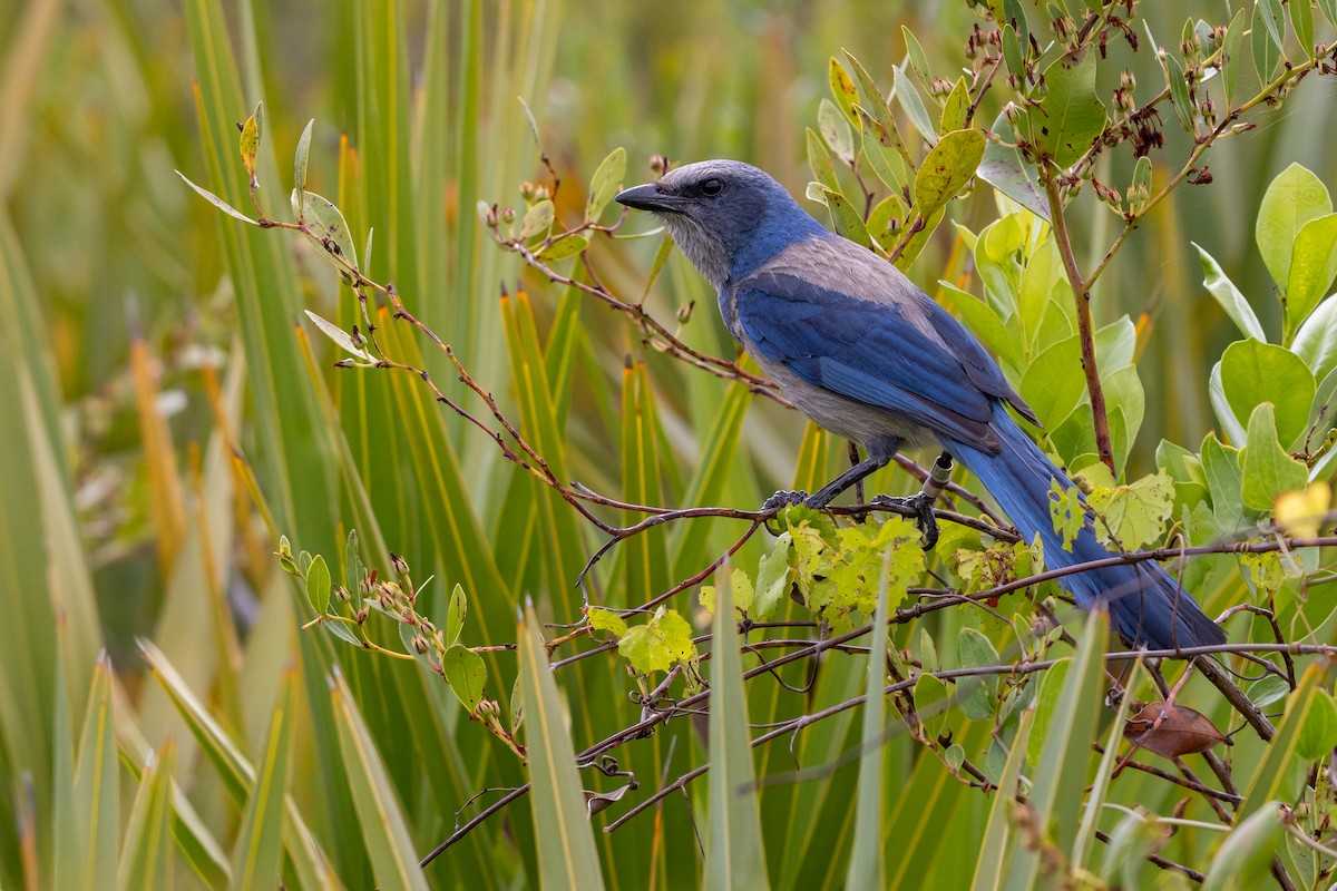 Florida Scrub-Jay - ML635433743