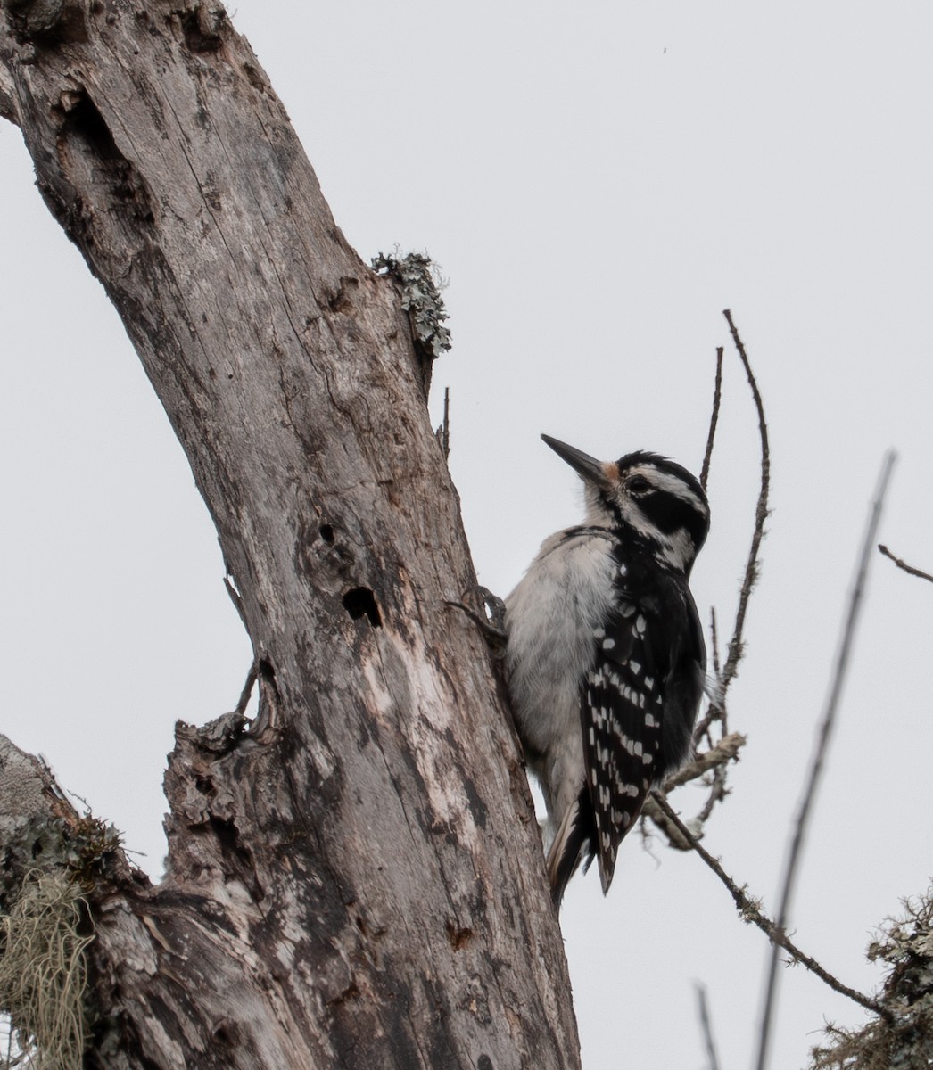 Haarspecht - ML635433749