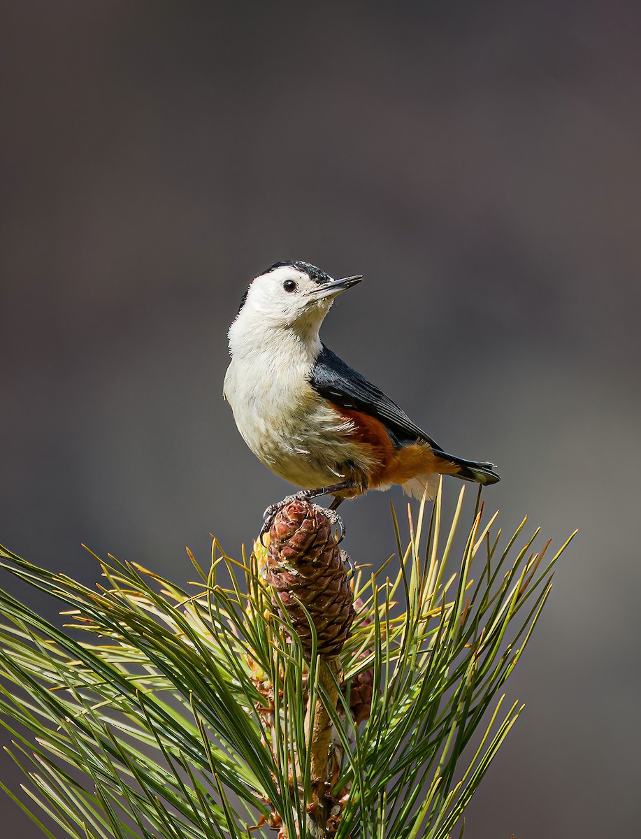 White-cheeked Nuthatch - ML635433761