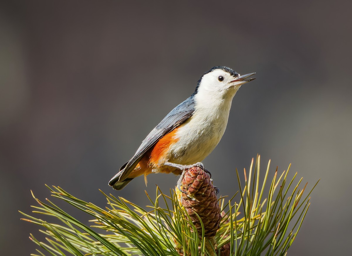 White-cheeked Nuthatch - ML635433762